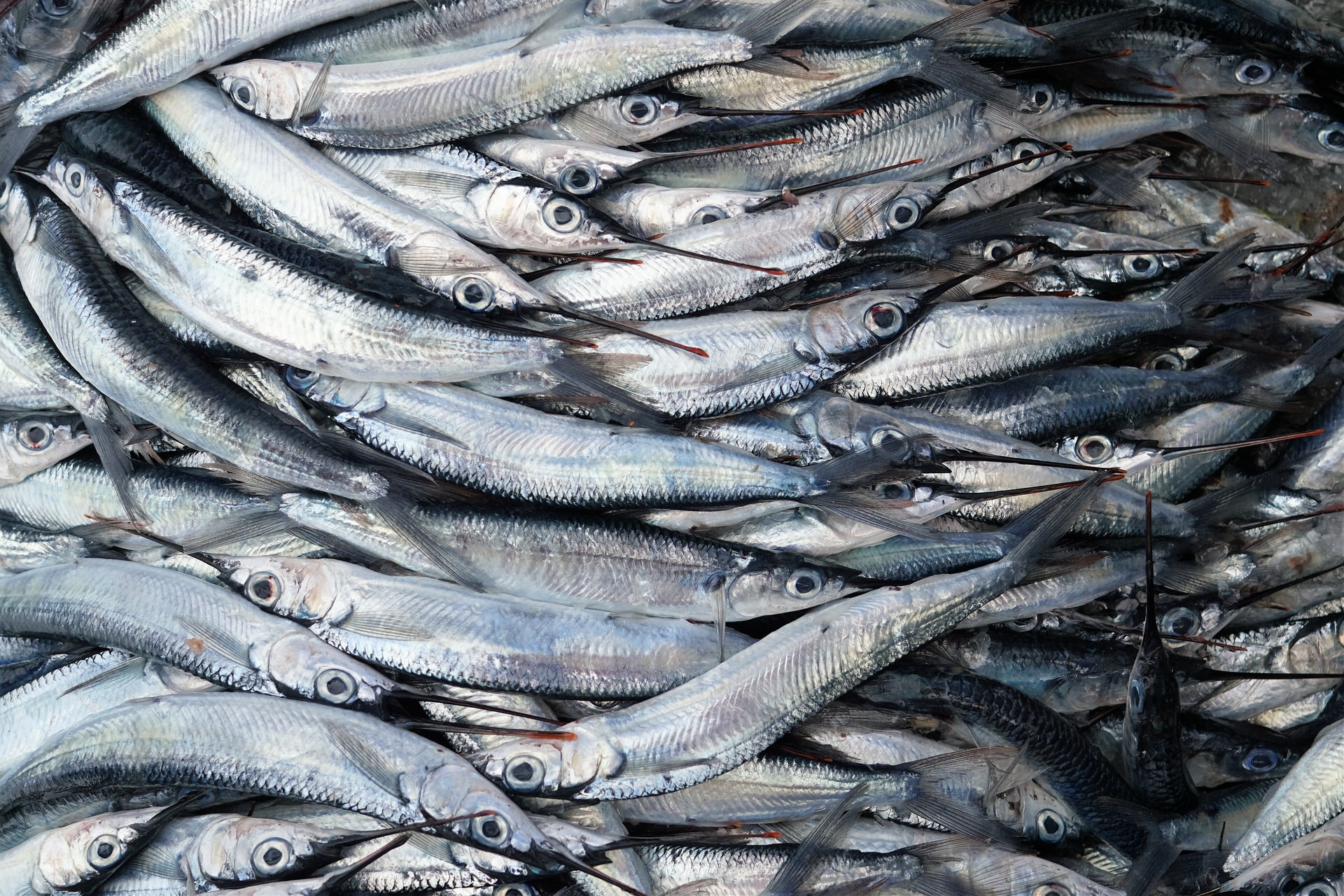Pescheria Pescatori Food Truck Il Pescatore del Sarrabus San Vito