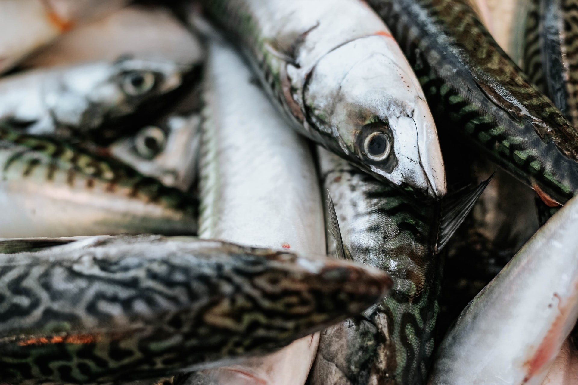 Fish shop Pescheria Sorace Caterina Polistena