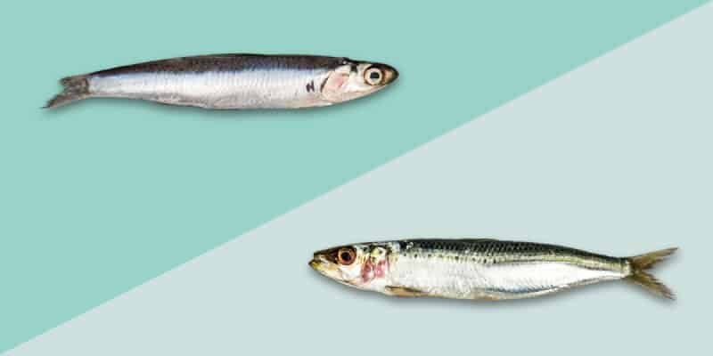 , SARDINE: BENEFICI, RICETTE E CARATTERISTICHE, Foodiestrip.blog