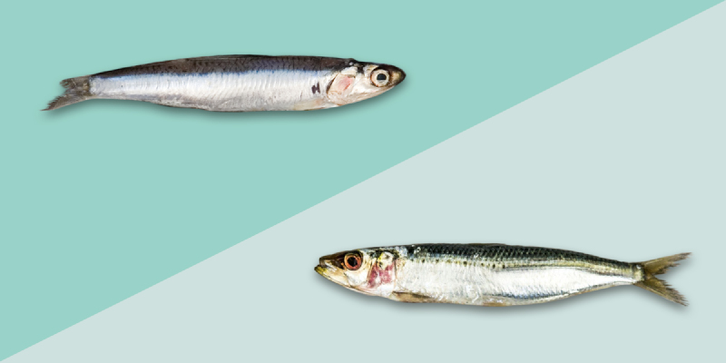 SARDINES: BENEFITS, RECIPES AND CHARACTERISTICS